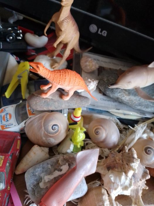 Animais giros e Búzios-9E- Animais a Divertirem-se-Placa A -5E Desde2E