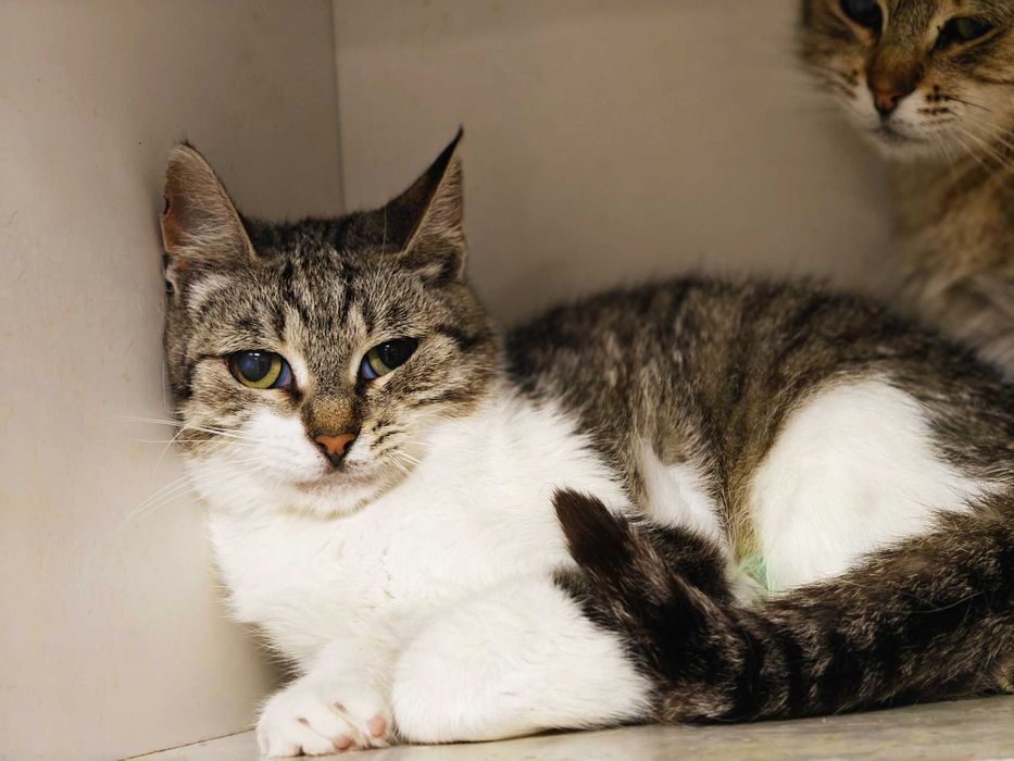 Кото-дитинка Совушка шукає дім