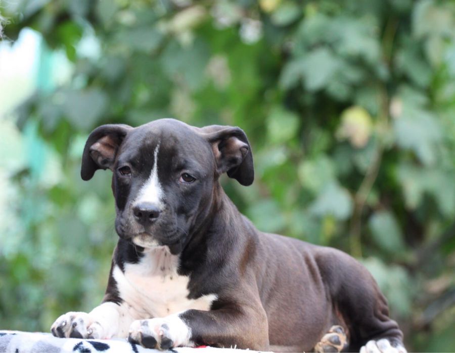 Найкращі цуценята для любові