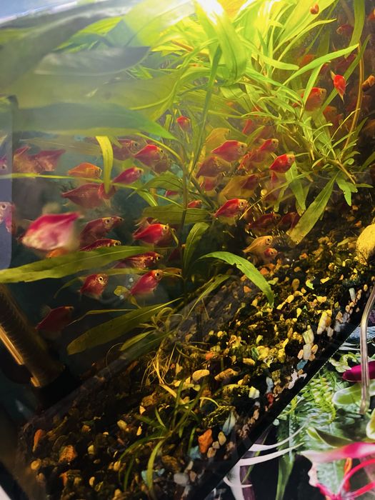 Распродажа рыбок!  Скалярия и Теренция