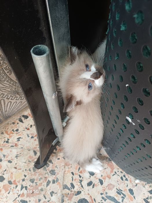 Gatinhos para doar
