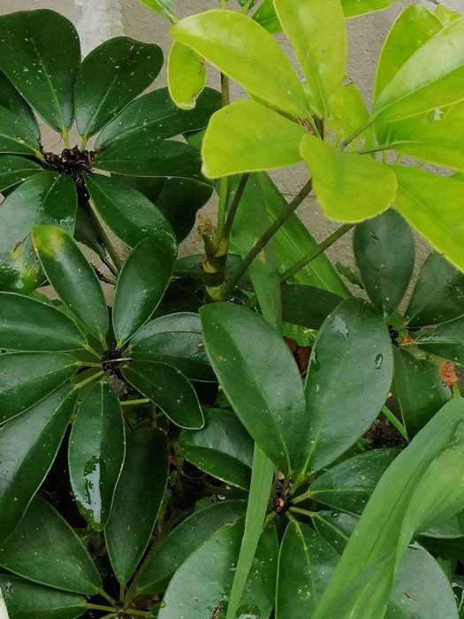 Schefflera planta