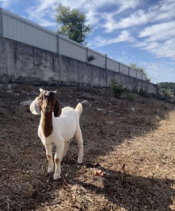 Cabrito Boer Puro