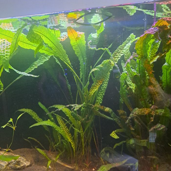 Roślina akwariowa kryptokoryna