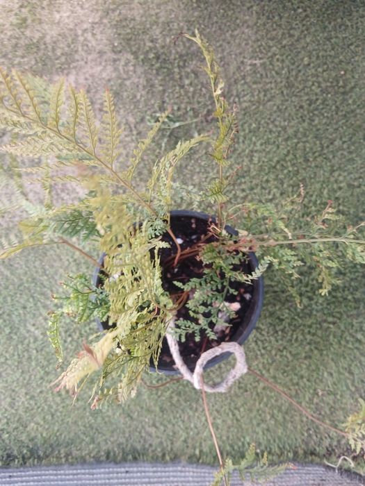 Planta: samambaia pata de coelh