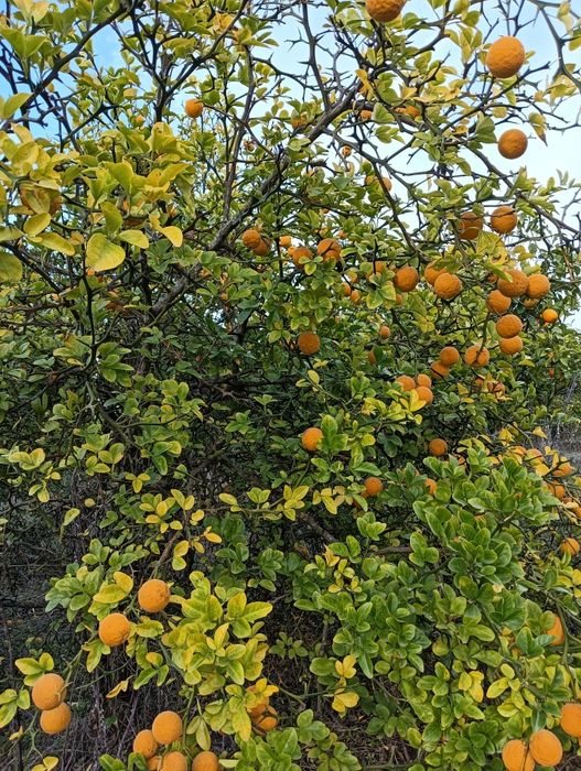 LIMÃO YUZO (Japonês)