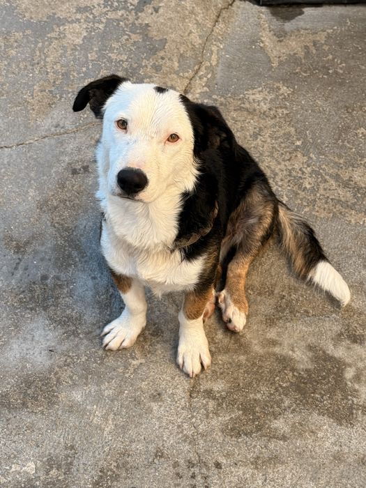Para adoçao Border -Pitbull