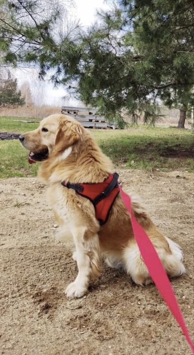 Golden Retriever szczeniak # Genetyka/Dysplazja