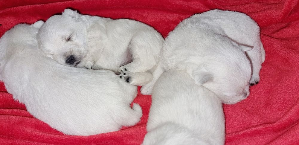 West Highland White Terrier- piesek