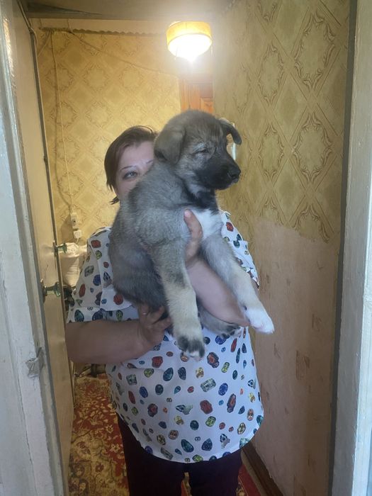 Щенки хаски