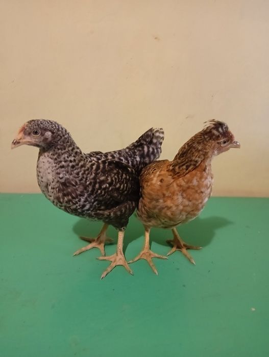 Кури  несучки продаю