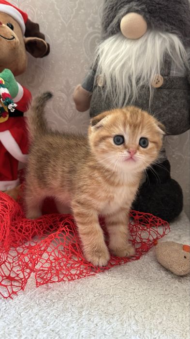 Кошенята ніжні муркотуни