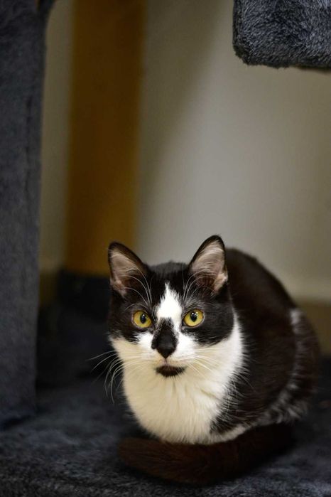 Ronnie - młoda, przytulaśna kotka do adopcji!
