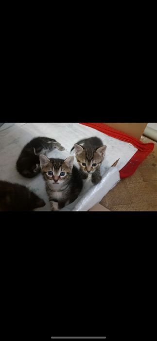 Отдам бесплатно котят