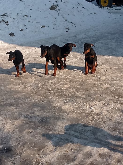 Цуценята Добермани