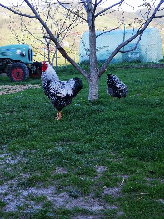 Kury Wyandotte srebnołuskowane olbrzymie jaja lęgowe, pisklęta