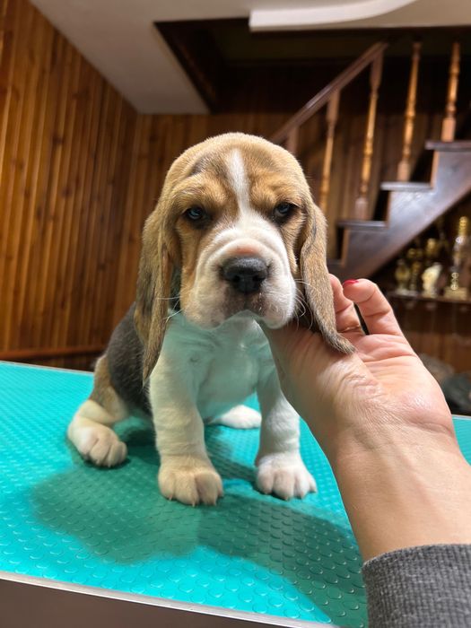 Щенята бігля. Яскравий класичний триколор