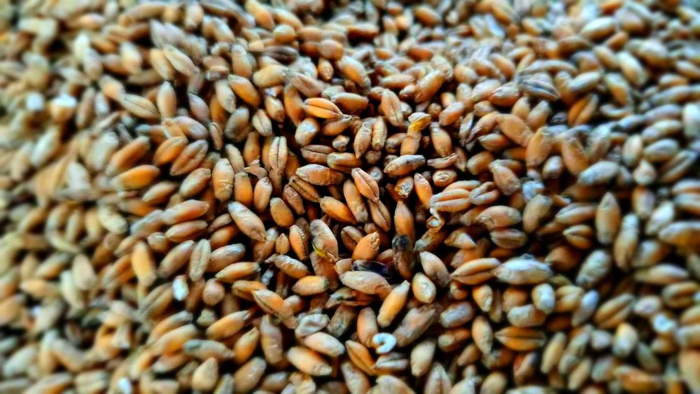 Pszenżyto ziarno pasza dla zwierząt 25kg