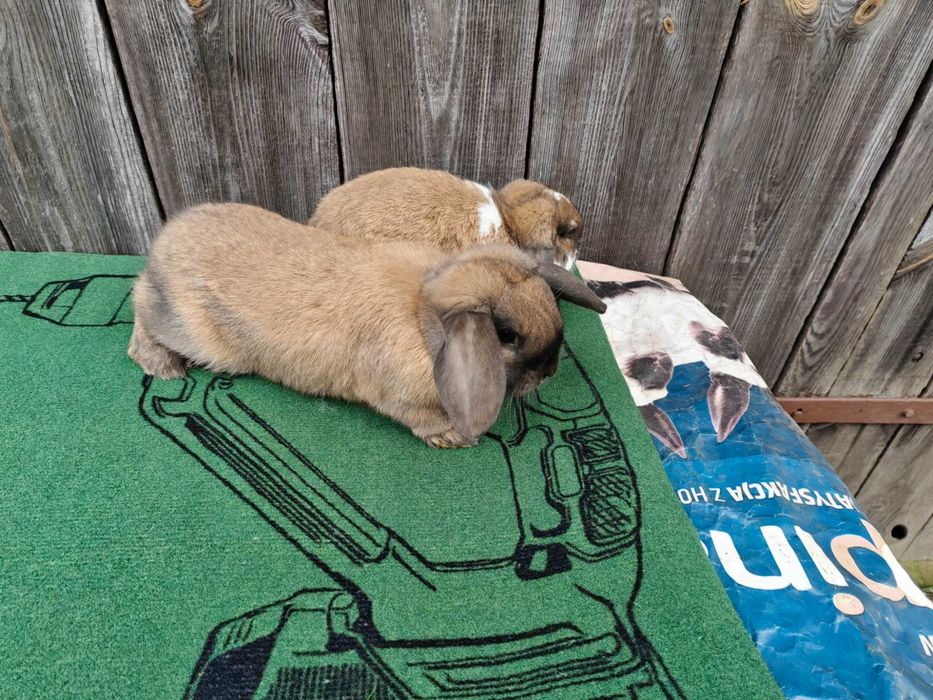 Barany Karzełki Madagaskarowe