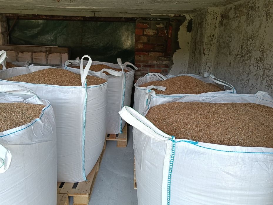 Sprzedam przenice ozimą Chewinion