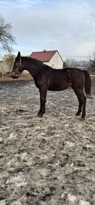 Klacz Śląska ,źrebica Księga główna