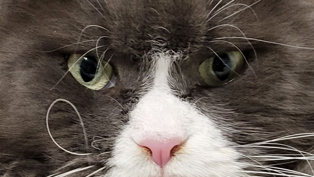 Maine Coon niebieski kocurek hodowla FPL