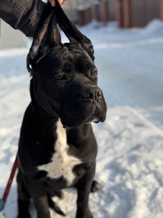Брутальній хлопчік  Кане Корсо (Cane Corso Italiano)