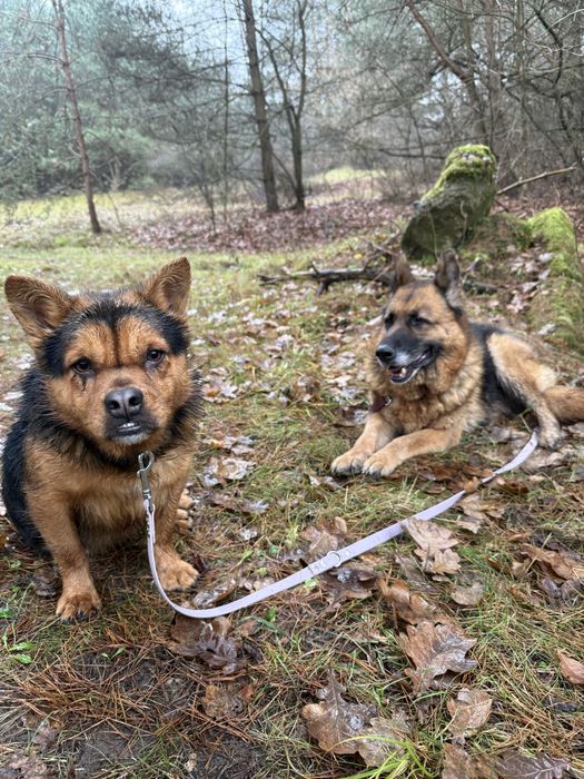 Psia przyjaźń, której nie wolno rozdzielić – szukają domu