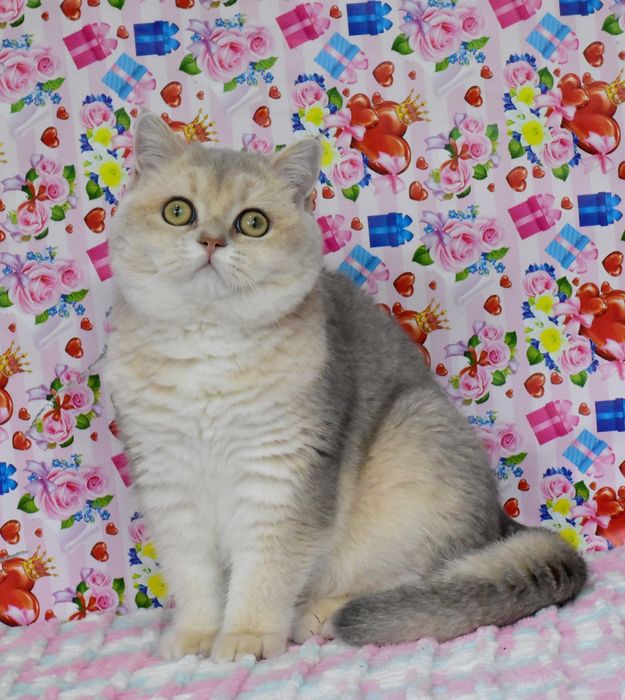 Блакитне золото, британський котик, продажа