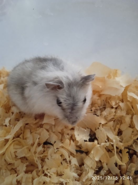 Дітки Джунгаріки.