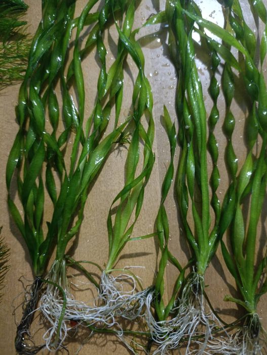 Рослини в акваріум валіснерія ,рибки малінезії.