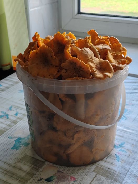 Kurki-wiaderko 5litrow.