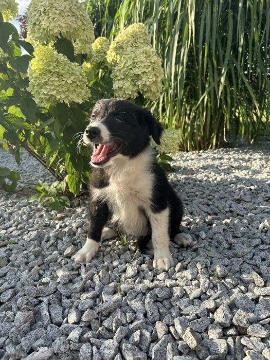 Border Collie Suczka