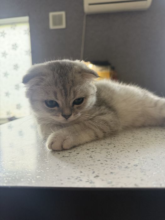Котик скоттиш страйт+серебряная шиншила