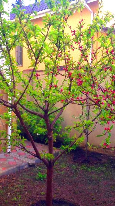 Элитный дом  на даче Ковалевского