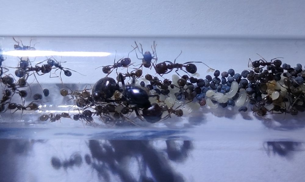 Zestaw startowy formikarium Mrówki messor barbarus arena gniazdo