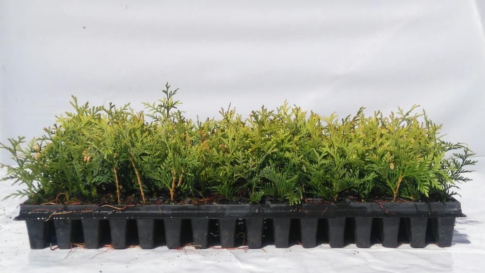 Thuja Europa Gold Złoty Szmaragd multiplat,multipaleta