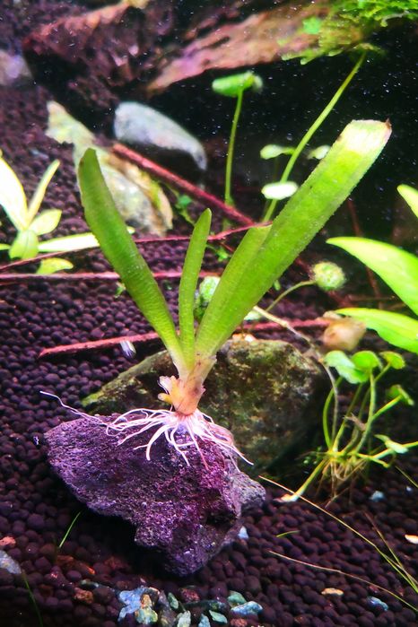 Vallisneria em rocha lava