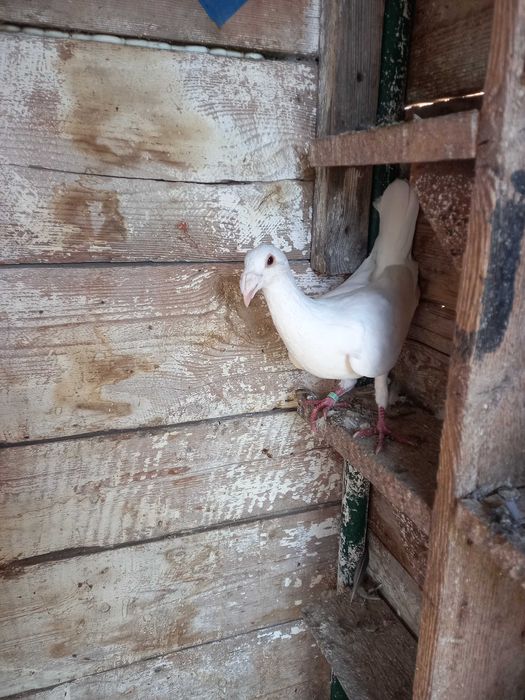 Srzedam gołębie rzeszowskie