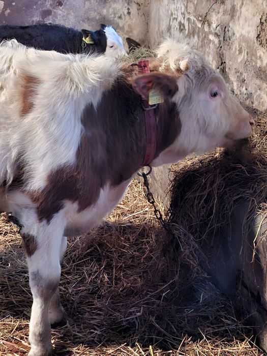 Sprzedamdwa byczki sm 250kg i mm 350kg