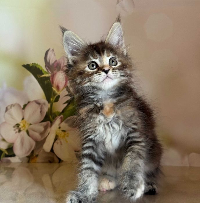 Koteczka Maine Coon Blair