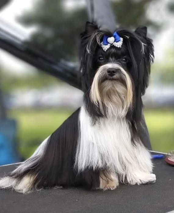 Suzette 5 miesięczna suczka york black czarna