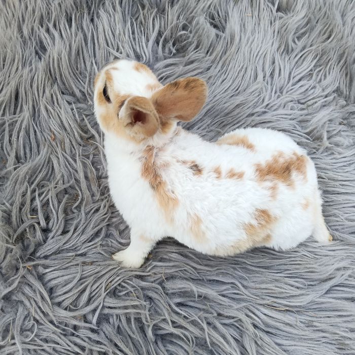 Króliczek Karzełek Rex Teddy Mini Lop