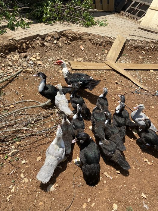 pato mudo ( cairina moschata)