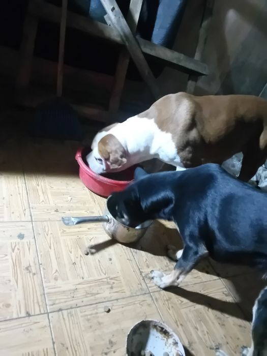 Cadela cruzada urgente