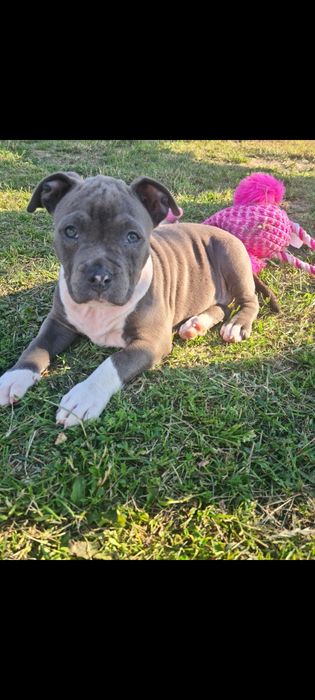Amstaff American Staffordshire Terrier Amstaff Blue suczka
