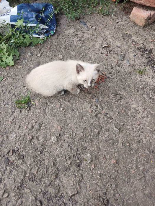 Подарую красиве кошеня в добрі руки