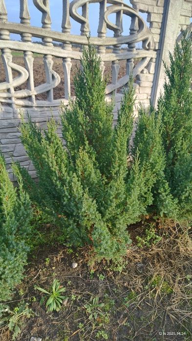 Jalowiec stricta