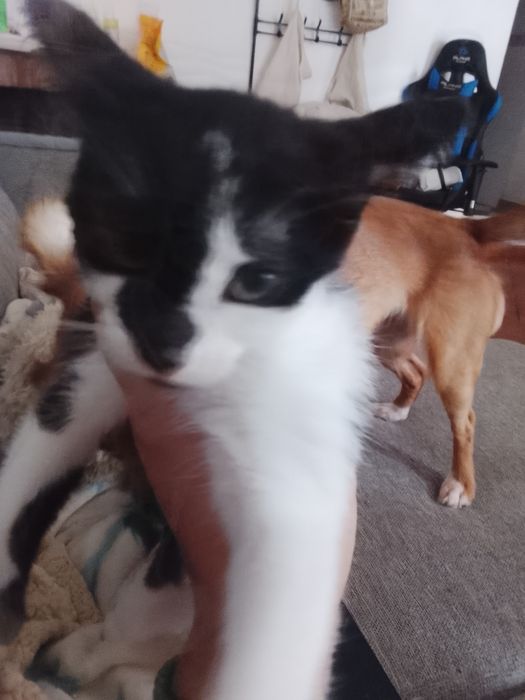 Gatinho e gatinha