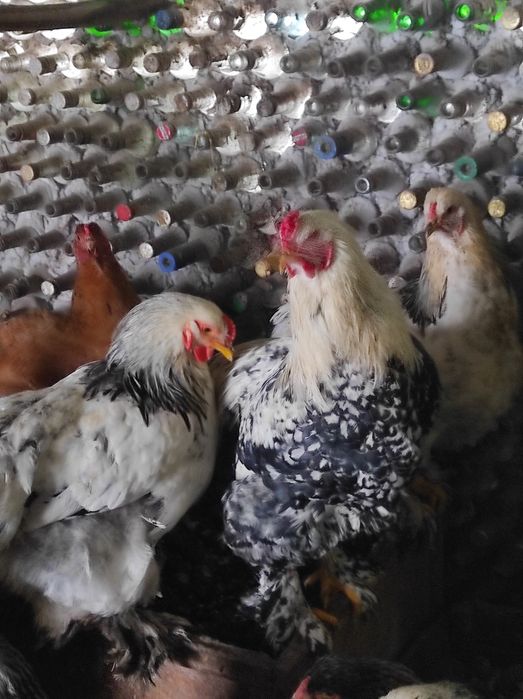 Молоді півні Брама та Марани